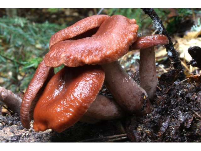 Мицелий Млечника камфарного (Lactarius camphoratus) Мицелий Млечника камфарного (Lactarius camphoratus)